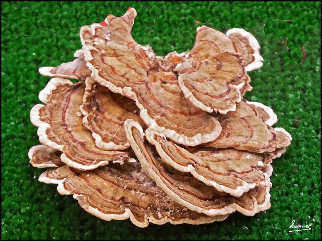 Foto: 171105-20 EXPOSICION SETAS - Zaragoza (Aragón), España