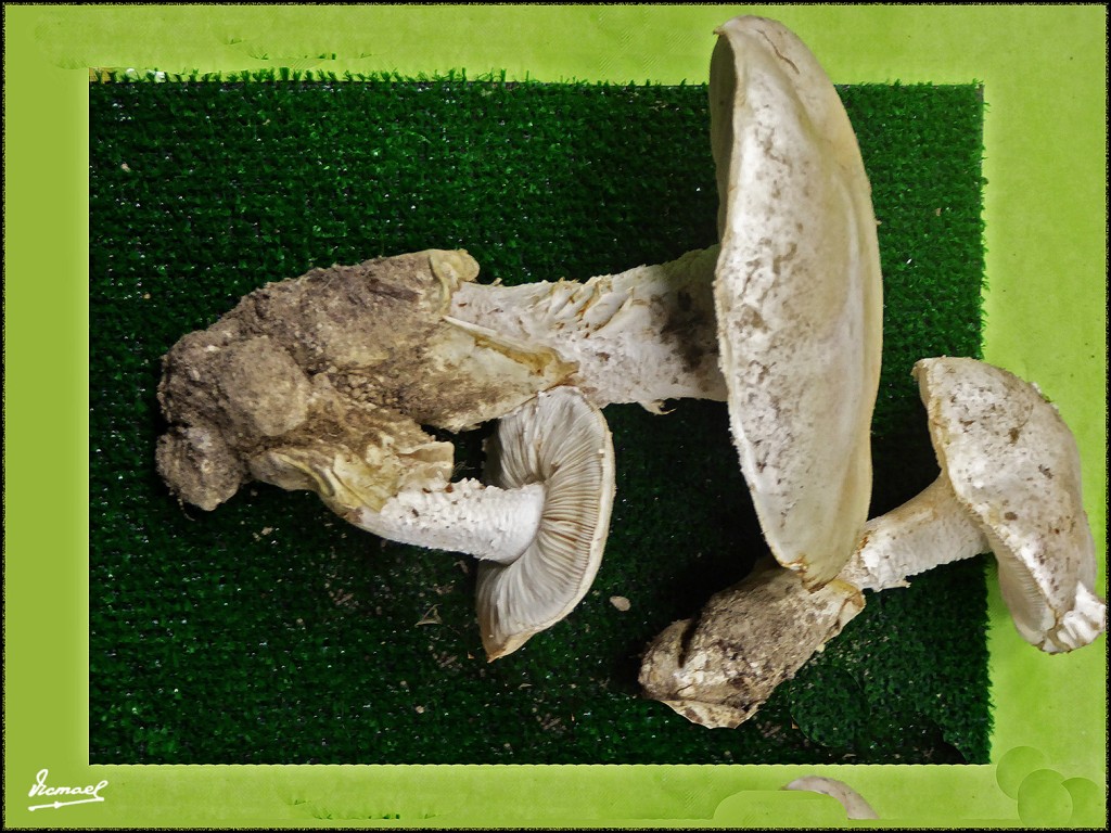 Foto: 171105-17 EXPOSICION SETAS - Zaragoza (Aragón), España