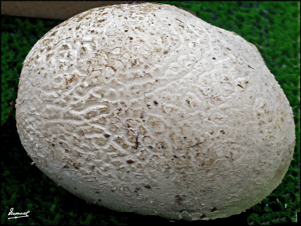 Foto: 171105-12 EXPOSICION SETAS - Zaragoza (Aragón), España