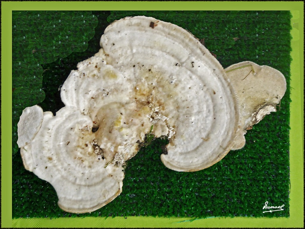 Foto: 171105-23 EXPOSICION SETAS - Zaragoza (Aragón), España