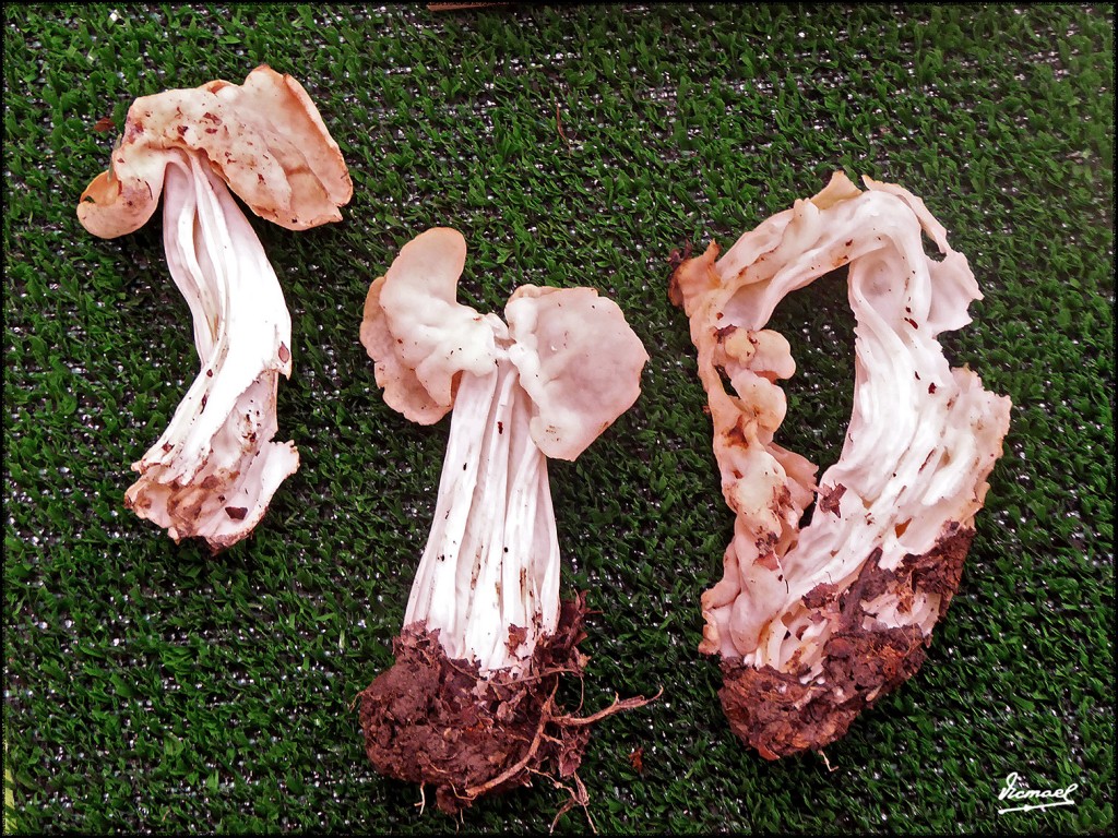 Foto: 171105-25 EXPOSICION SETAS - Zaragoza (Aragón), España