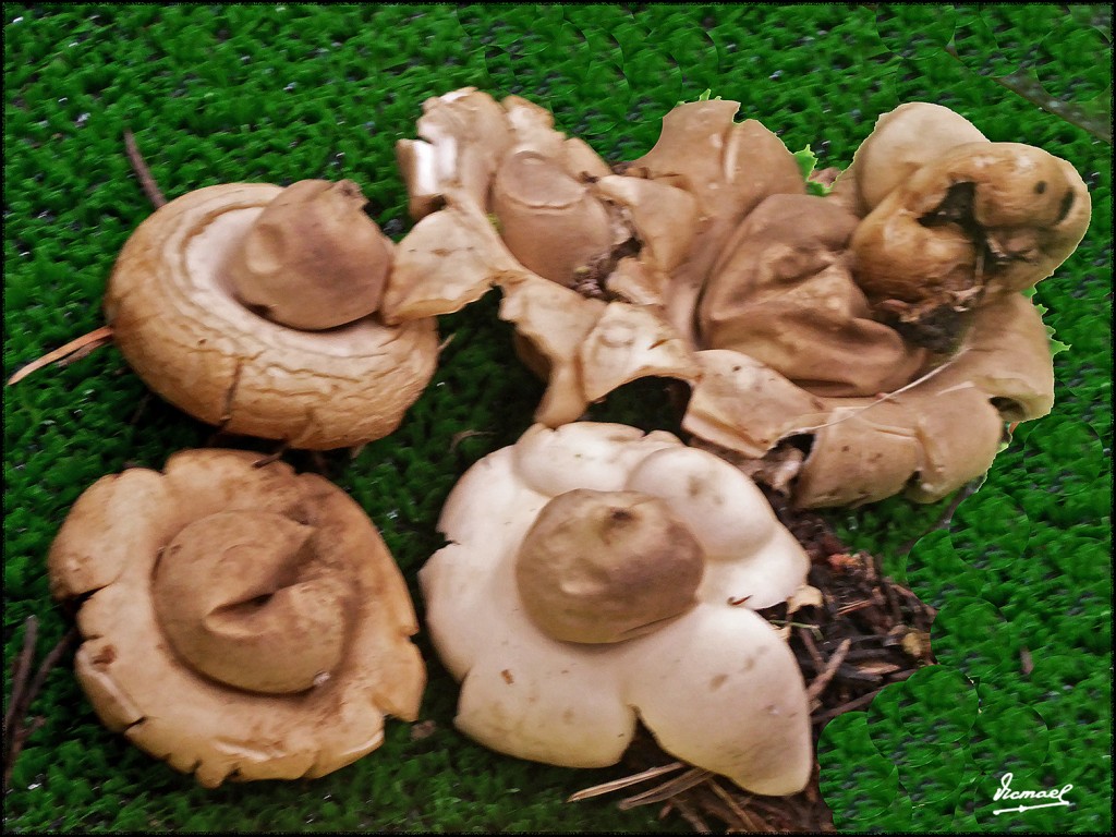 Foto: 171105-10 EXPOSICION SETAS - Zaragoza (Aragón), España