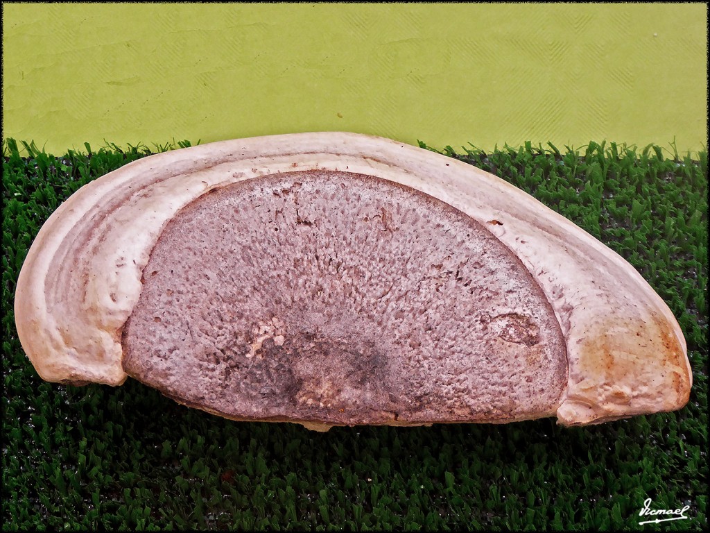 Foto: 171105-21 EXPOSICION SETAS - Zaragoza (Aragón), España