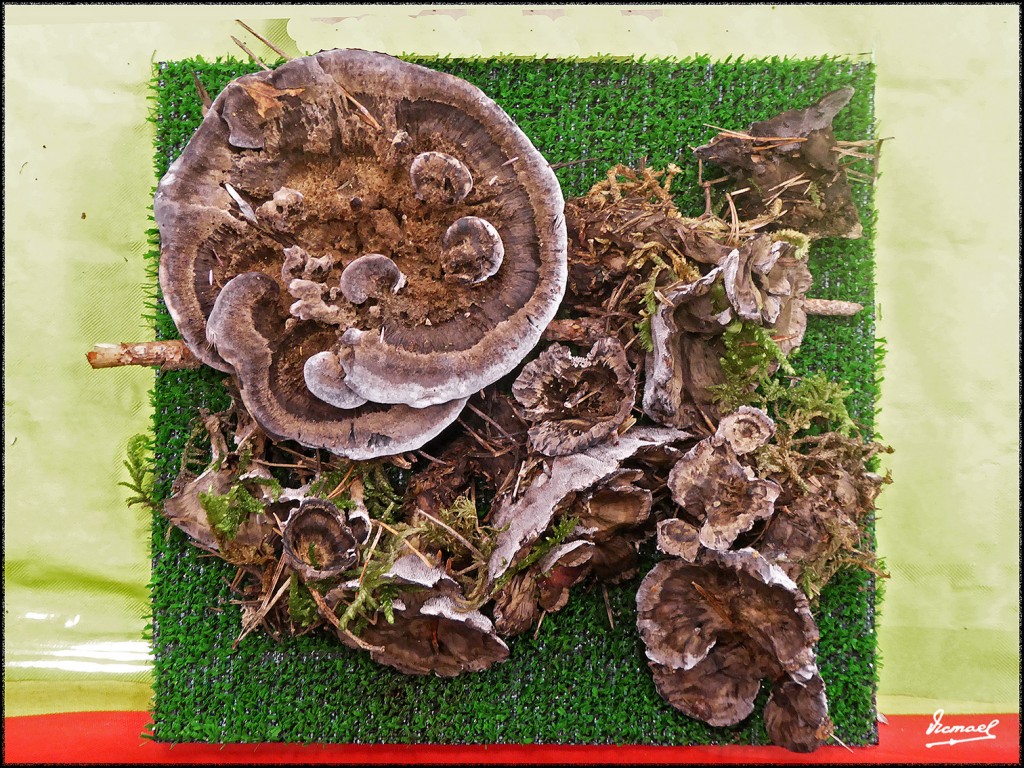 Foto: 171105-24 EXPOSICION SETAS - Zaragoza (Aragón), España