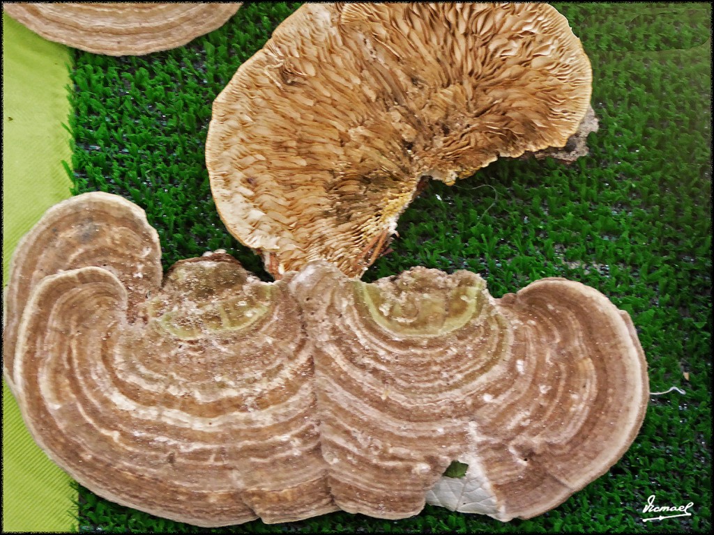 Foto: 171105-22 EXPOSICION SETAS - Zaragoza (Aragón), España