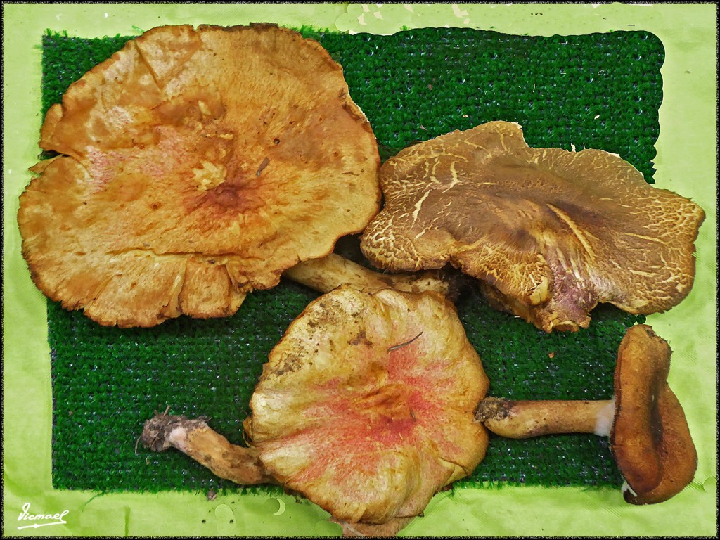 Foto: 171105-18 EXPOSICION SETAS - Zaragoza (Aragón), España