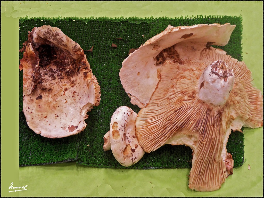 Foto: 171105-14 EXPOSICION SETAS - Zaragoza (Aragón), España