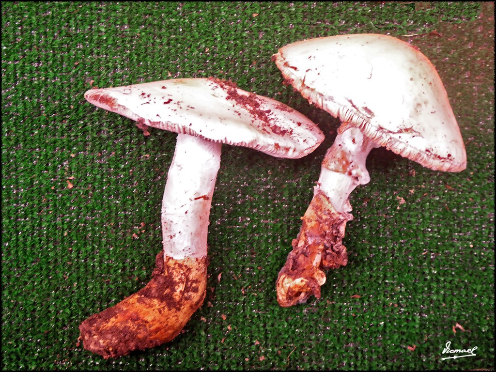 Foto: 171105-15 EXPOSICION SETAS - Zaragoza (Aragón), España