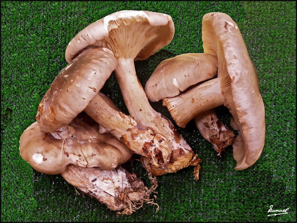 Foto: 171105-19 EXPOSICION SETAS - Zaragoza (Aragón), España