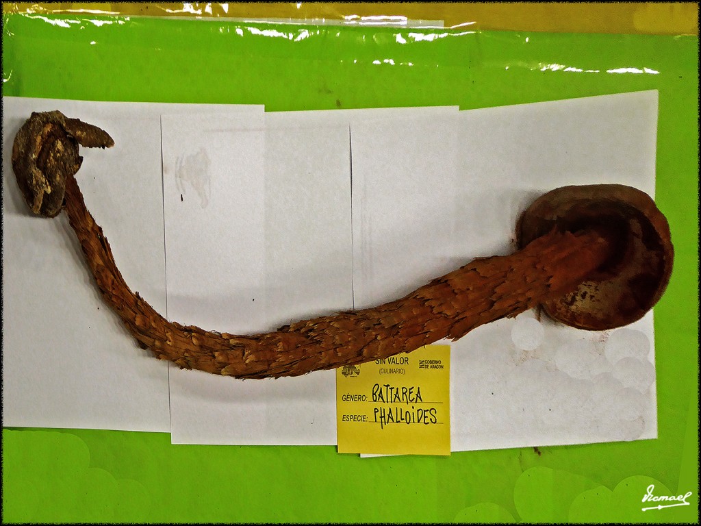 Foto: 171105-09 EXPOSICION SETAS - Zaragoza (Aragón), España