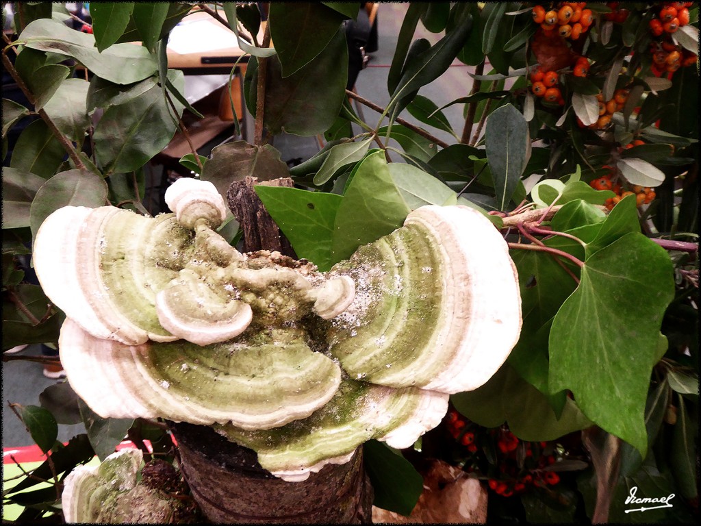 Foto: 171105-27 EXPOSICION SETAS - Zaragoza (Aragón), España