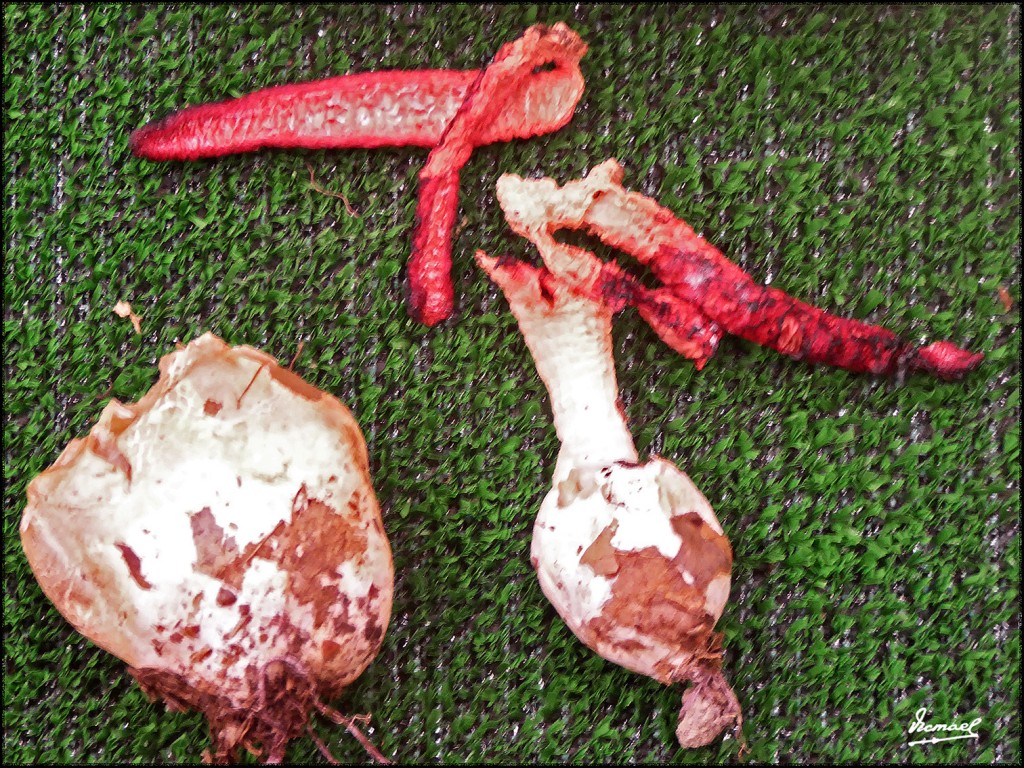 Foto: 171105-11 EXPOSICION SETAS - Zaragoza (Aragón), España