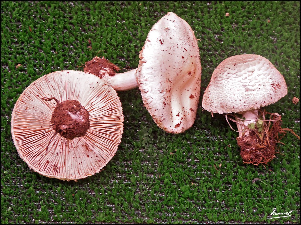 Foto: 171105-16 EXPOSICION SETAS - Zaragoza (Aragón), España