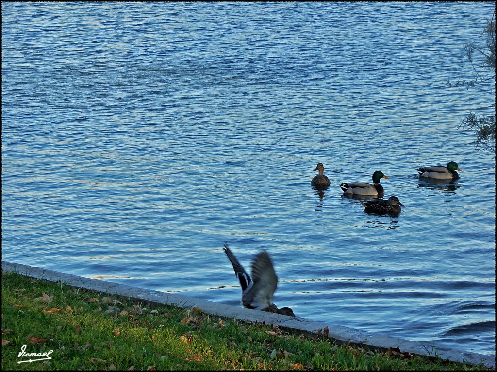 Foto: 171106-15 ZGZA.  PARQUES GOYA - Zaragoza (Aragón), España