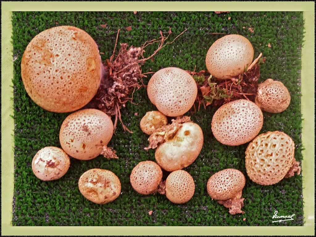 Foto: 171105-13 EXPOSICION SETAS - Zaragoza (Aragón), España