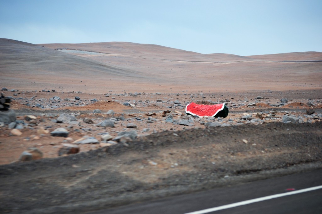 Foto: Sandía - Paposo (Antofagasta), Chile