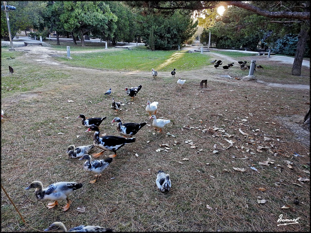 Foto: 171120-04 Zaragoza, Parque - Zaragoza (Aragón), España