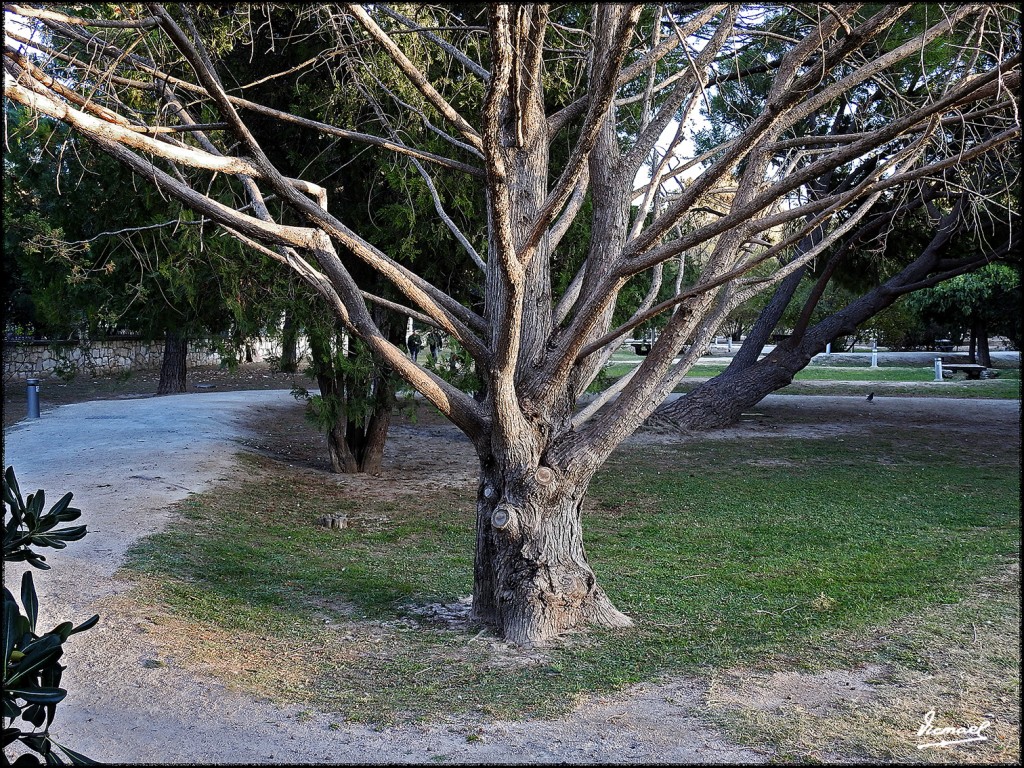 Foto: 171120-07 Zaragoza, Parque - Zaragoza (Aragón), España