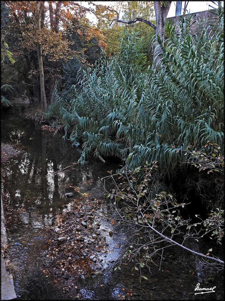 Foto: 171120-20 Zaragoza, Parque - Zaragoza (Aragón), España