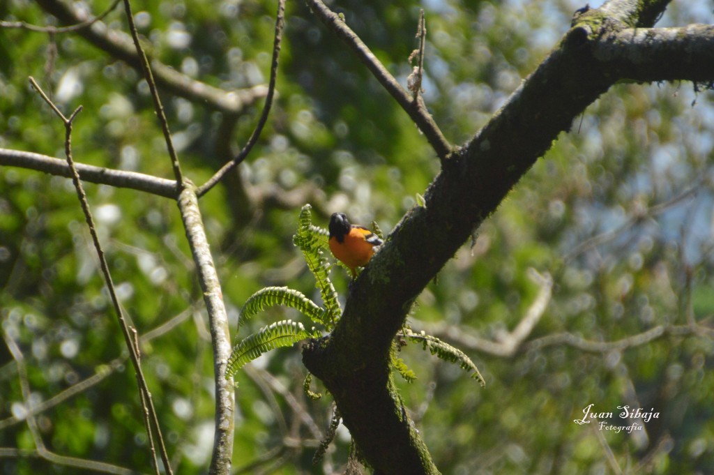 Foto de Alajuela, Costa Rica