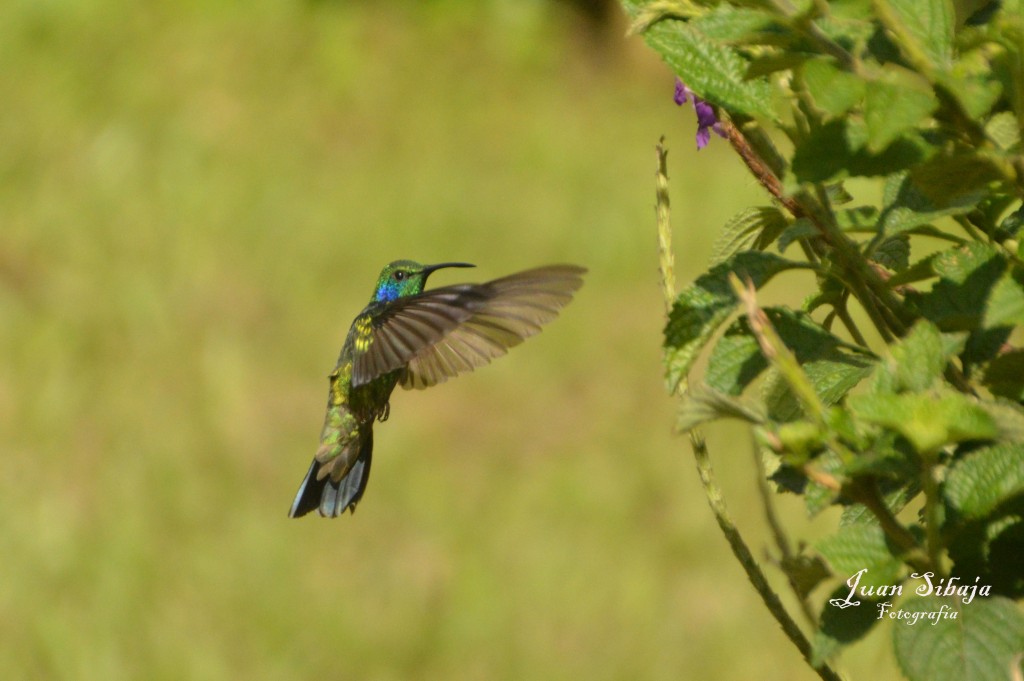 Foto de Alajuela, Costa Rica