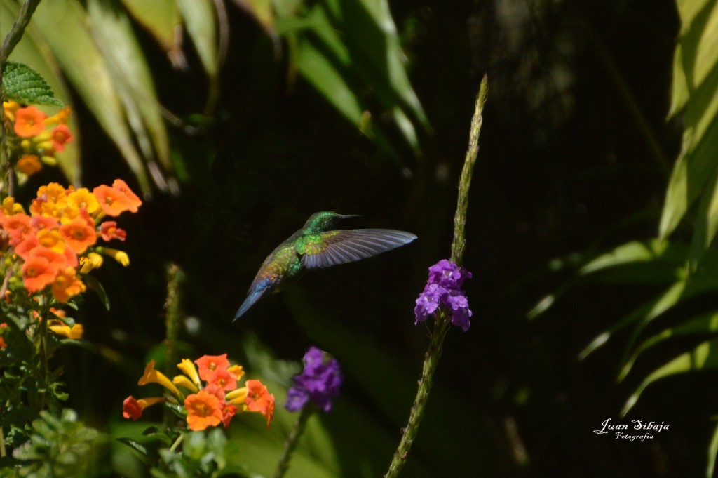 Foto: Colibri - Alajuela, Costa Rica