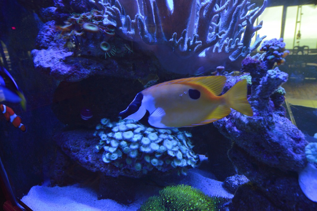 Foto de Pilas de Alajuela (Alajuela), Costa Rica