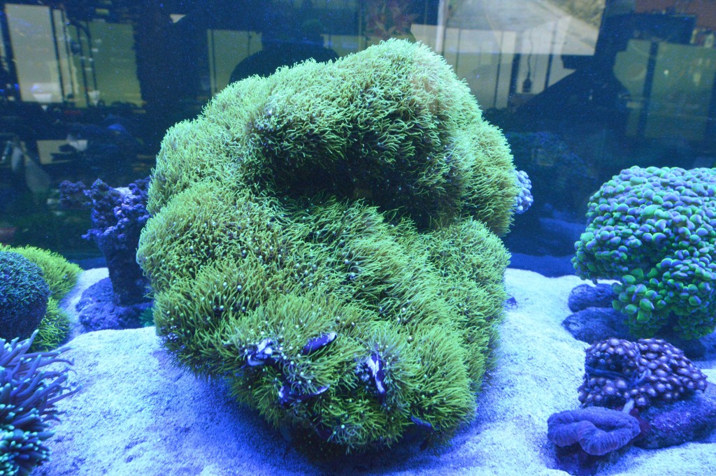 Foto de Pilas de Alajuela (Alajuela), Costa Rica