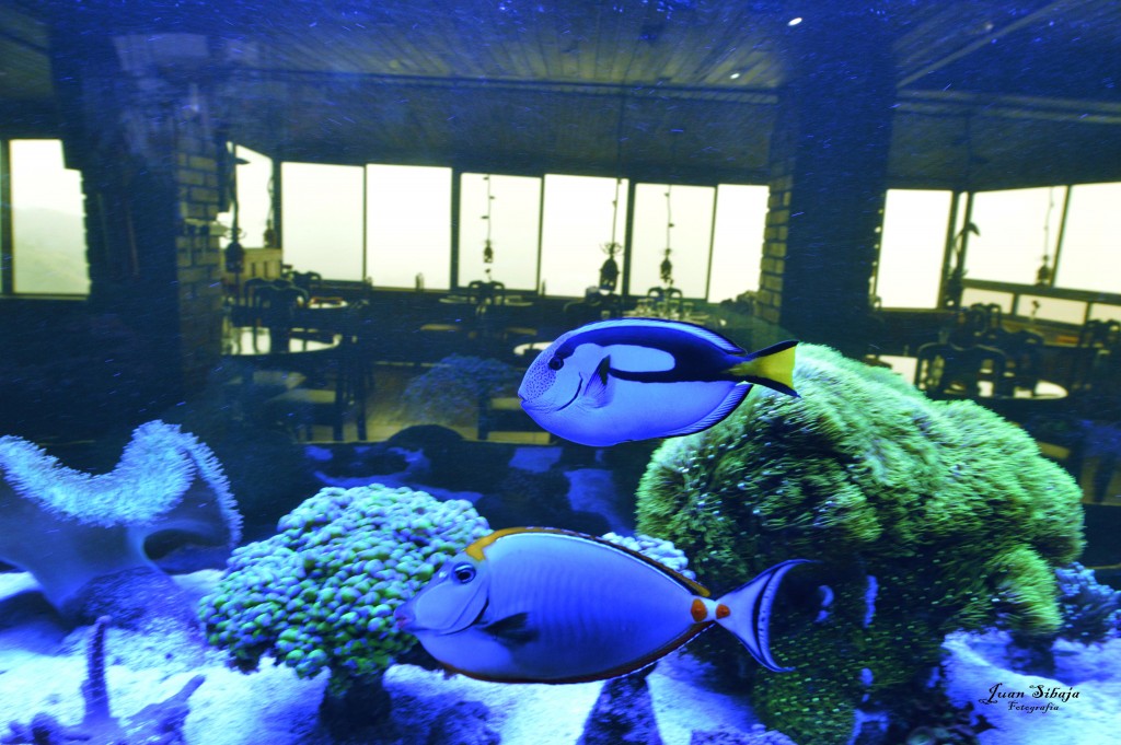 Foto de Pilas de Alajuela (Alajuela), Costa Rica