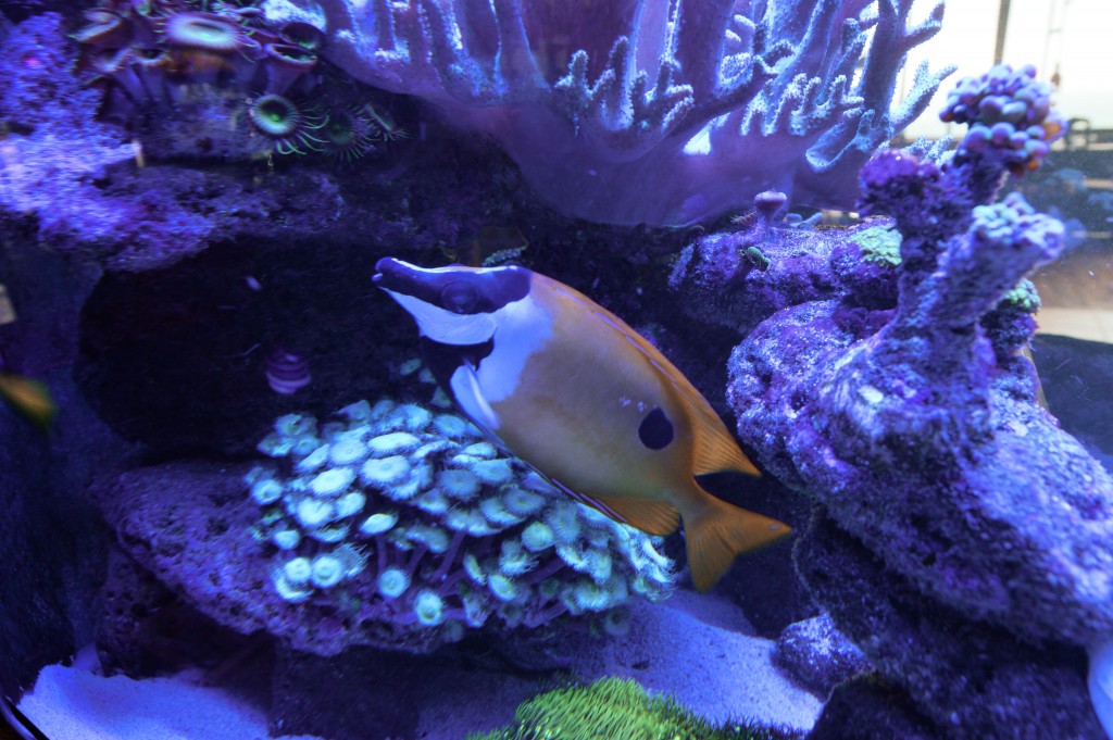 Foto de Pilas de Alajuela (Alajuela), Costa Rica