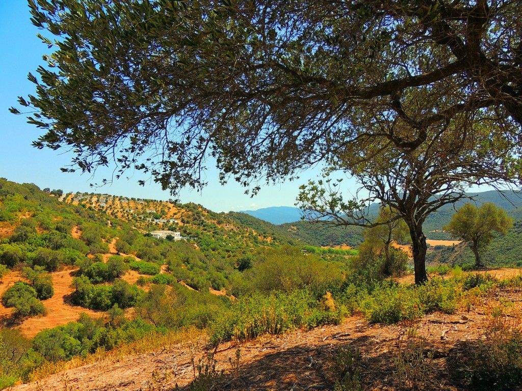 Foto de Algar (Cádiz), España