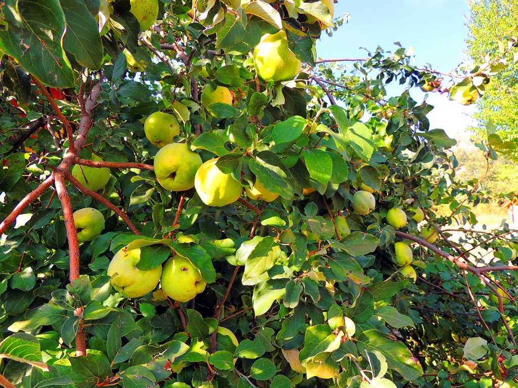 Foto de Cañamero (Cáceres), España