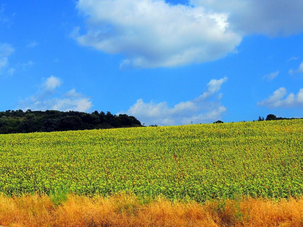 Foto de Castillo de Cote (Sevilla), España