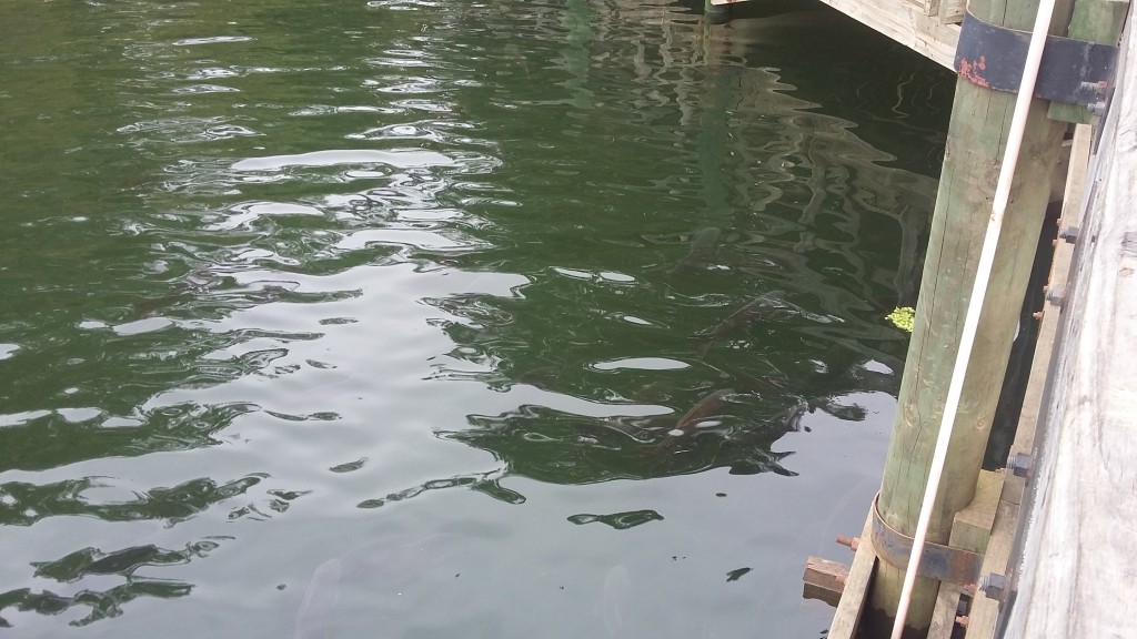 Foto: Laguna De La Luz - Curauma (Valparaíso), Chile