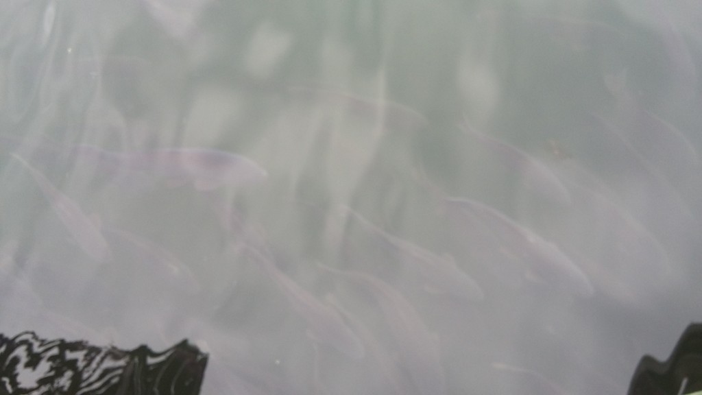 Foto: Laguna De La Luz - Curauma (Valparaíso), Chile