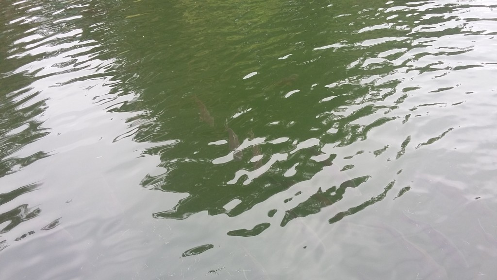 Foto: Laguna De La Luz - Curauma (Valparaíso), Chile