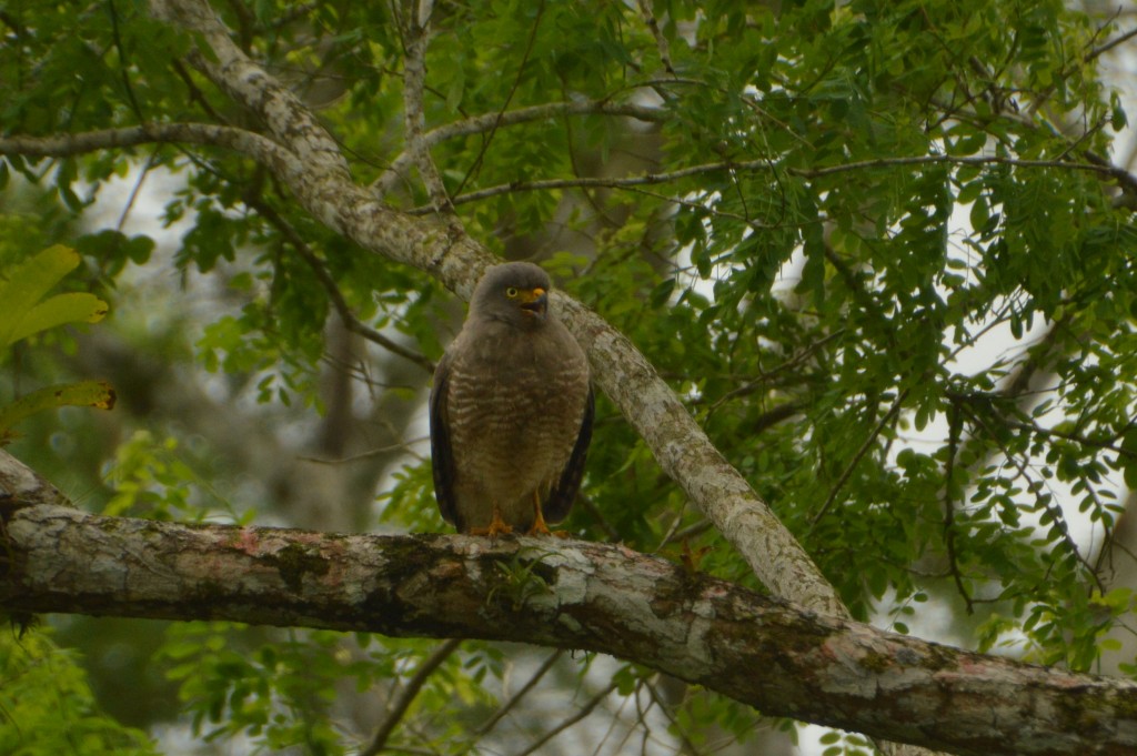 Foto: aves - Caño Negro (Alajuela), Costa Rica