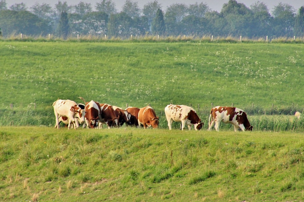 Foto: Navegando - Wijk bij Duurstede (Utrecht), Países Bajos