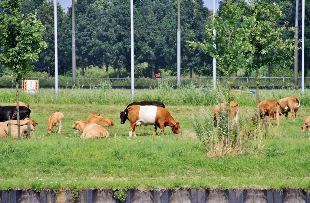 Foto: Navegando - Wijk bij Duurstede (Utrecht), Países Bajos