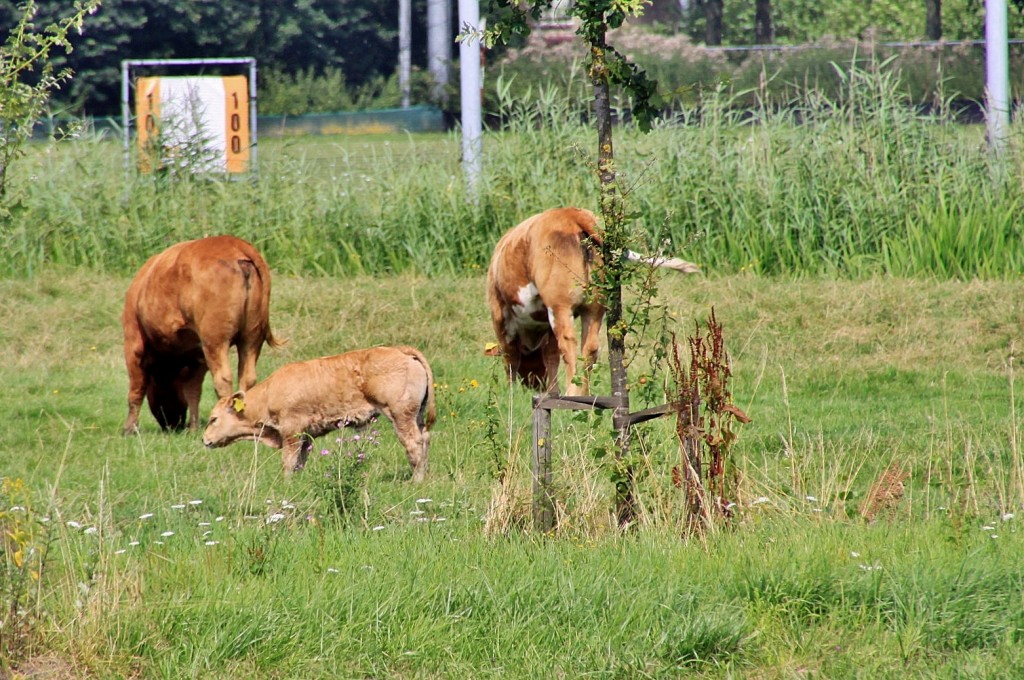 Foto: Navegando - Wijk bij Duurstede (Utrecht), Países Bajos