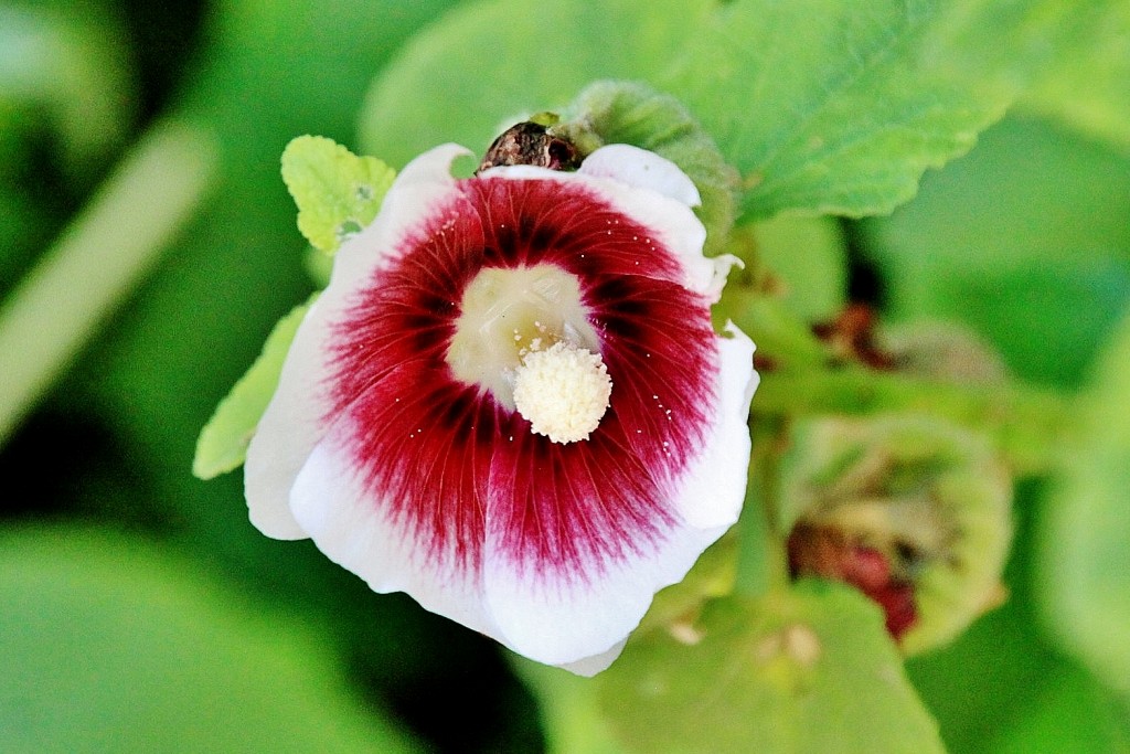 Foto: Un poco de color - Heidelberg (Baden-Württemberg), Alemania