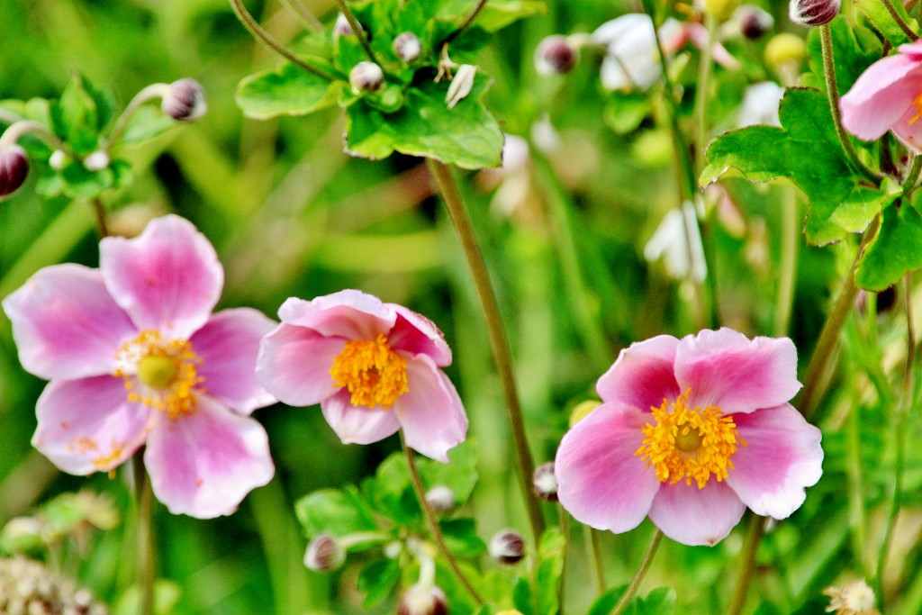 Foto: Jardín - Baden-Baden (Baden-Württemberg), Alemania