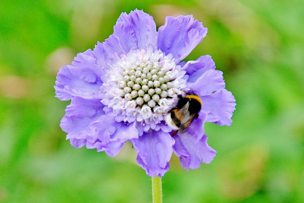 Foto: Bichito - Baden-Baden (Baden-Württemberg), Alemania