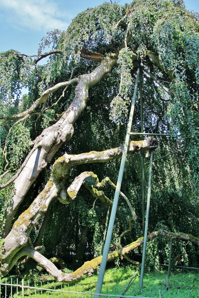 Foto: Arbol centenario - Baden-Baden (Baden-Württemberg), Alemania