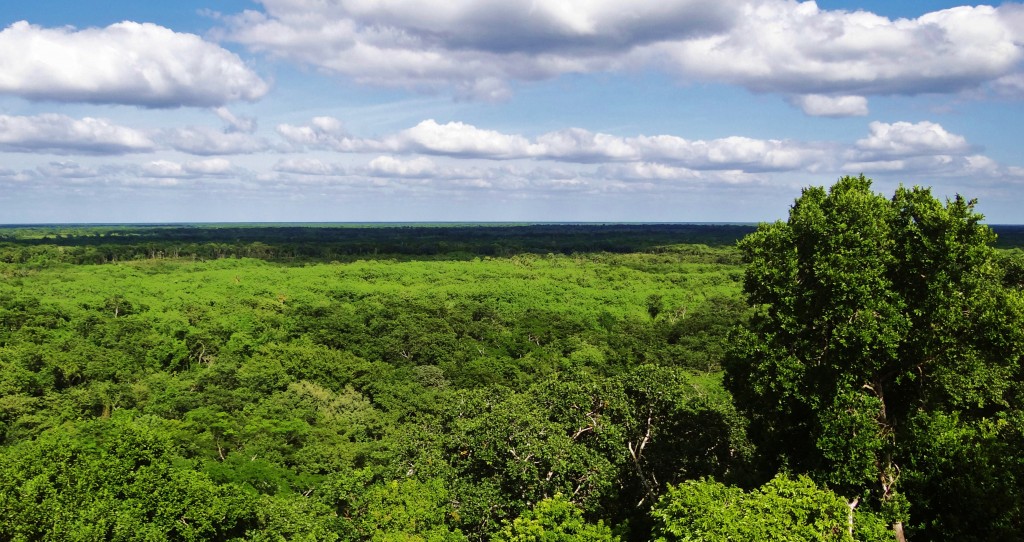 Foto: Selva yucateca - Ek Balam (Yucatán), México