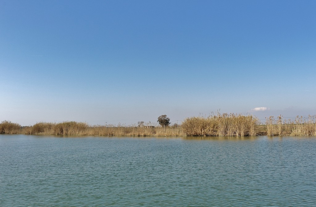 Foto: Navegando por el río Ebro - Deltebre (Tarragona), España