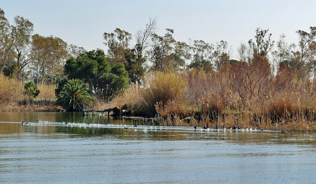 Foto: Navegando por el río Ebro - Deltebre (Tarragona), España