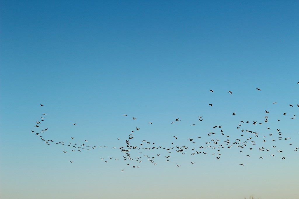Foto: Navegando por el río Ebro - Deltebre (Tarragona), España