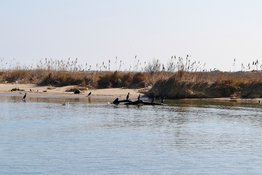 Foto: Navegando por el río Ebro - Deltebre (Tarragona), España