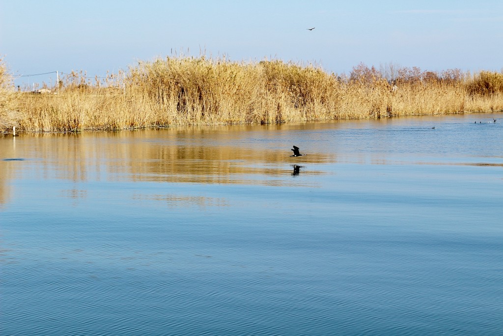 Foto: Navegando por el río Ebro - Deltebre (Tarragona), España
